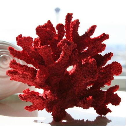 Коралл: чарующее великолепие, подаренное морем